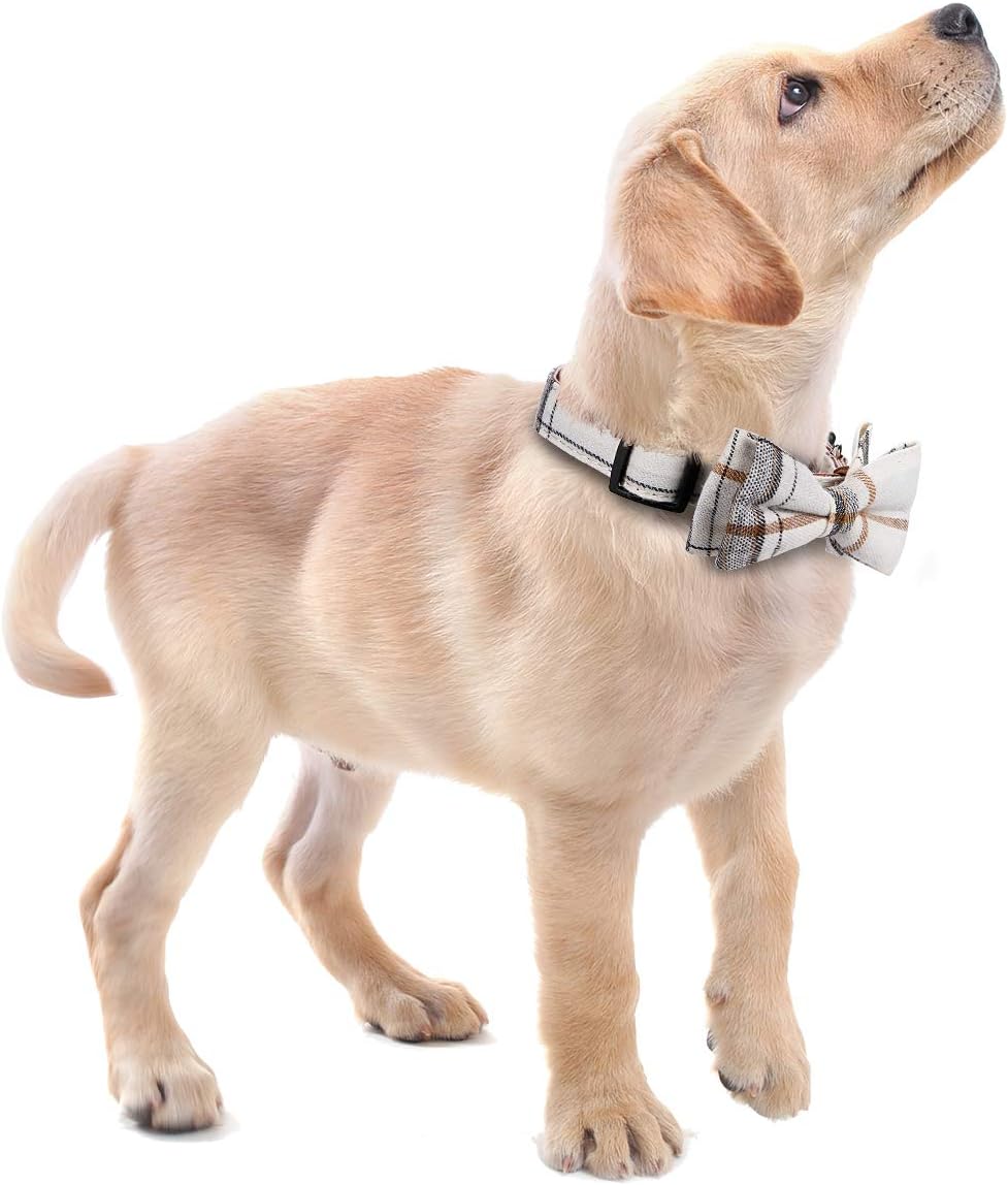 Side view of Faleela bowtie pet accessory