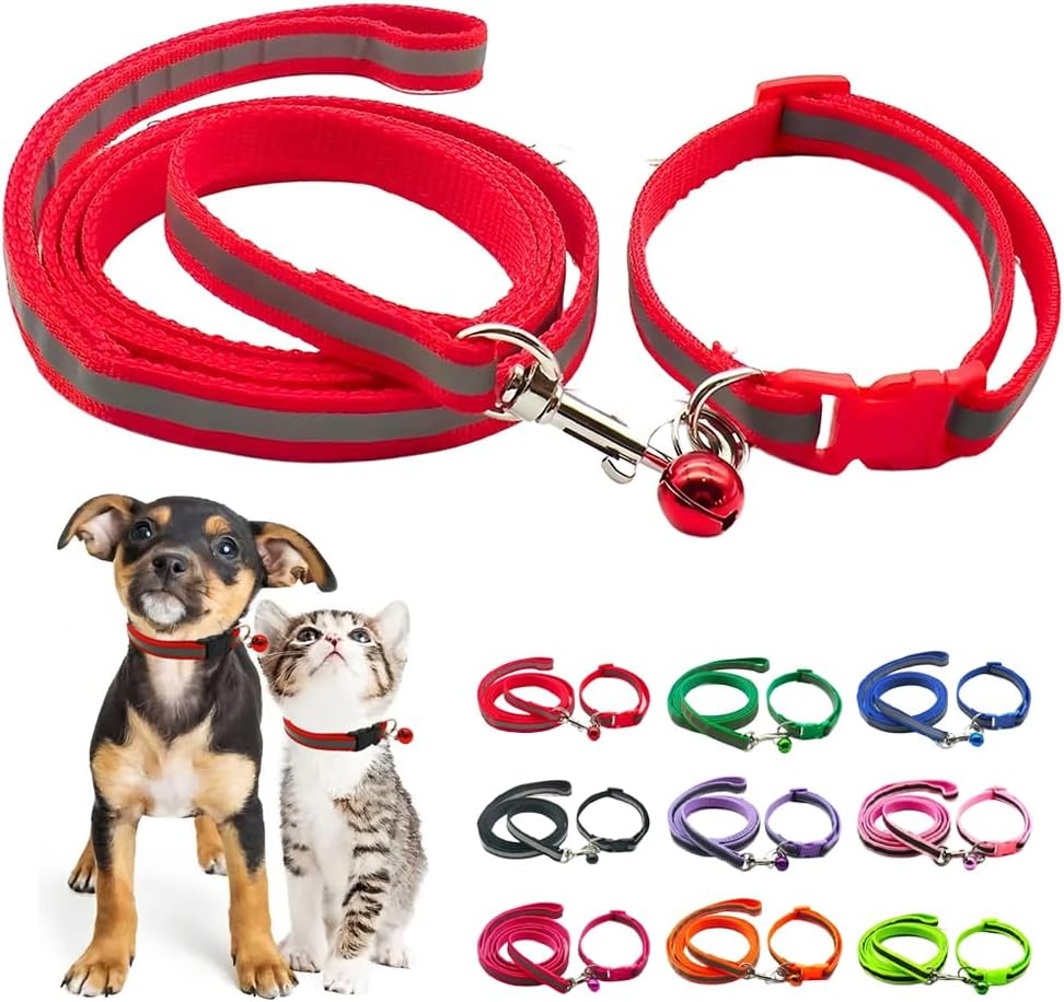 Small dog wearing Hotlion orange collar with quick release buckle