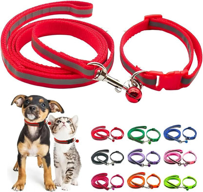 Small dog wearing Hotlion orange collar with quick release buckle