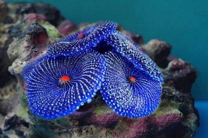 OrgMemory artificial coral plants displayed inside a saltwater marine aquarium setup