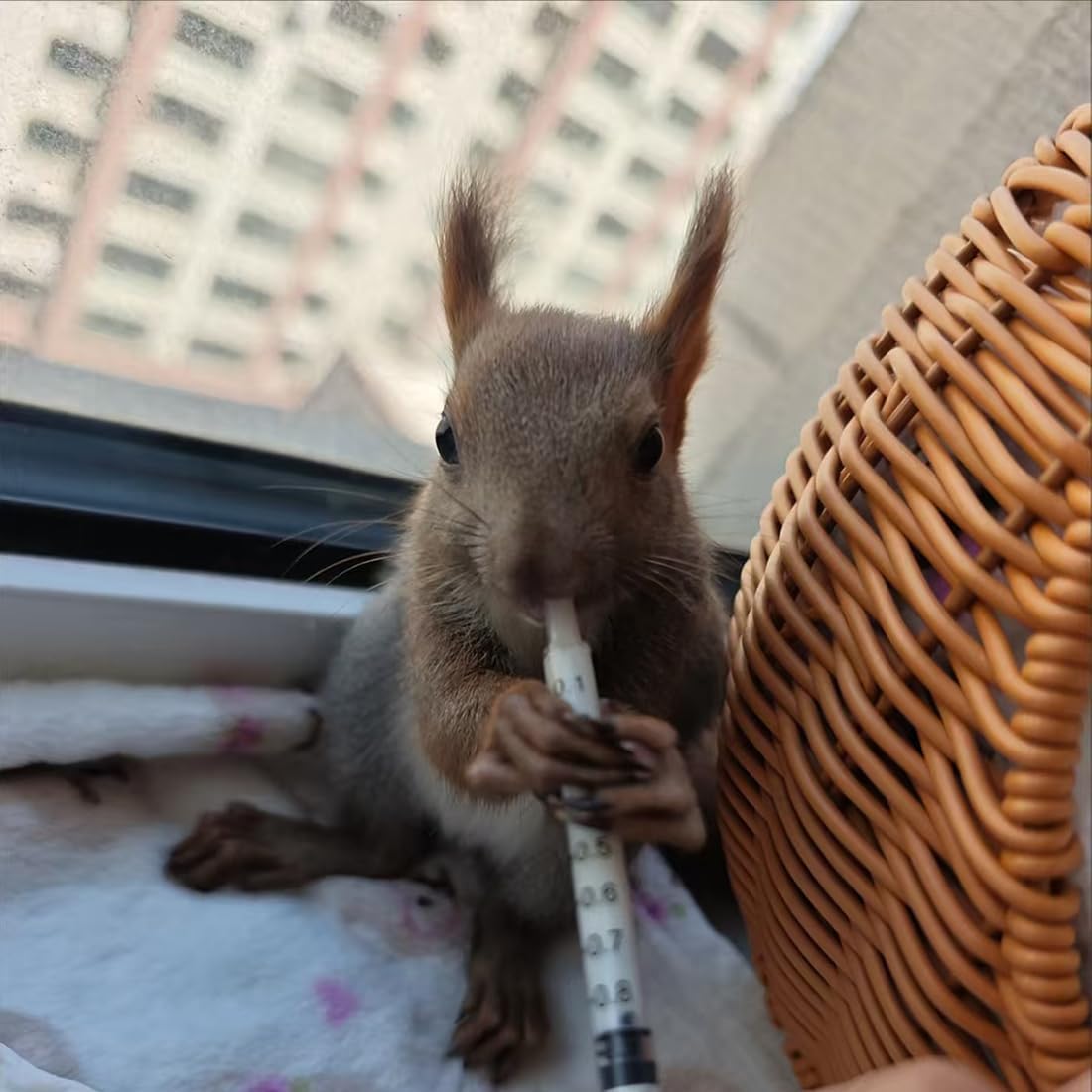 Soft feeding hoses for neonatal small animals displaying thickness and flexible material quality.