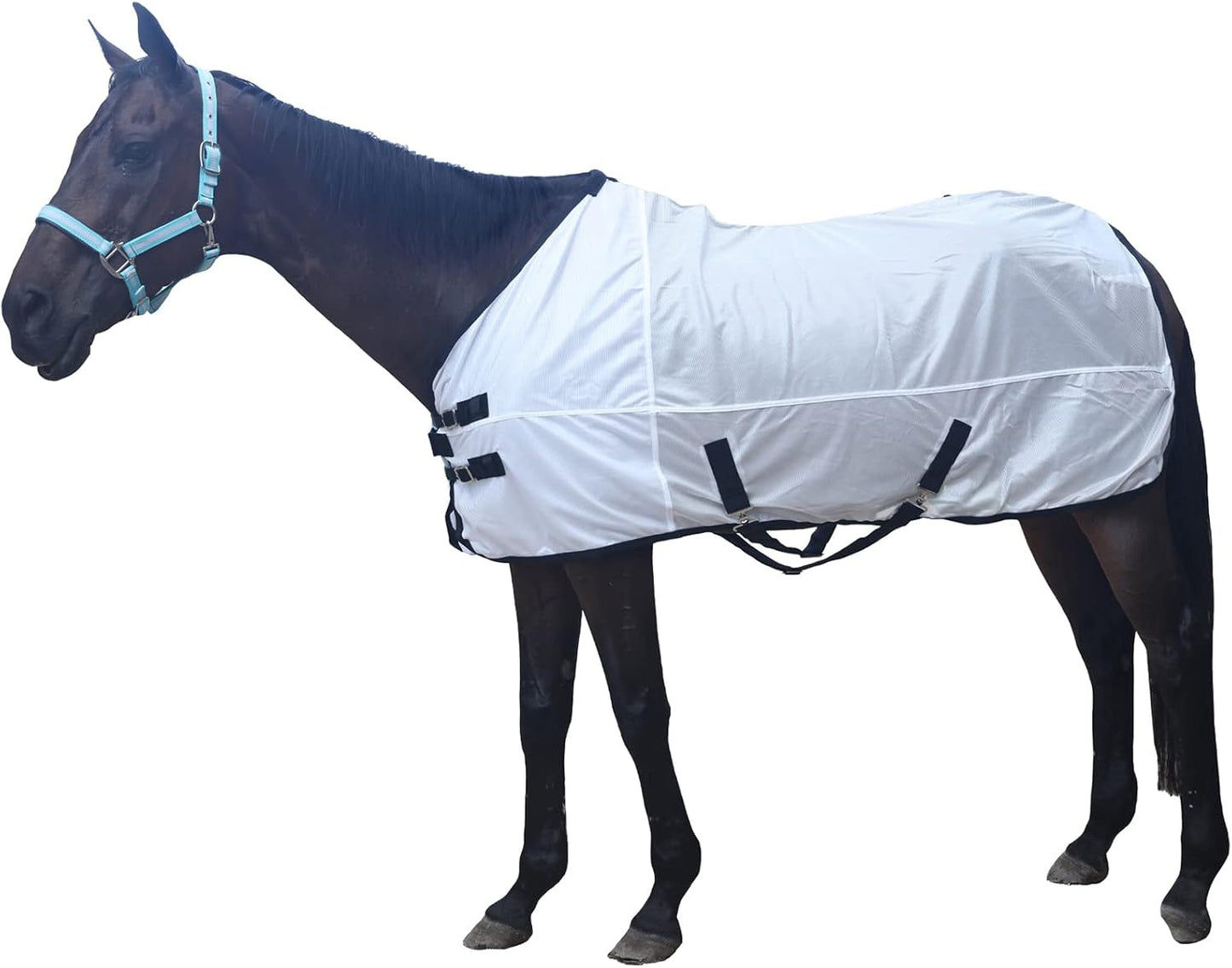 Gallopoff protective equine blanket laid flat showing full standard neck construction and stainless steel buckles.