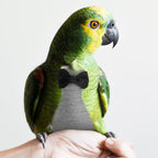 Lightweight flight suit for pet birds showing ergonomic fit