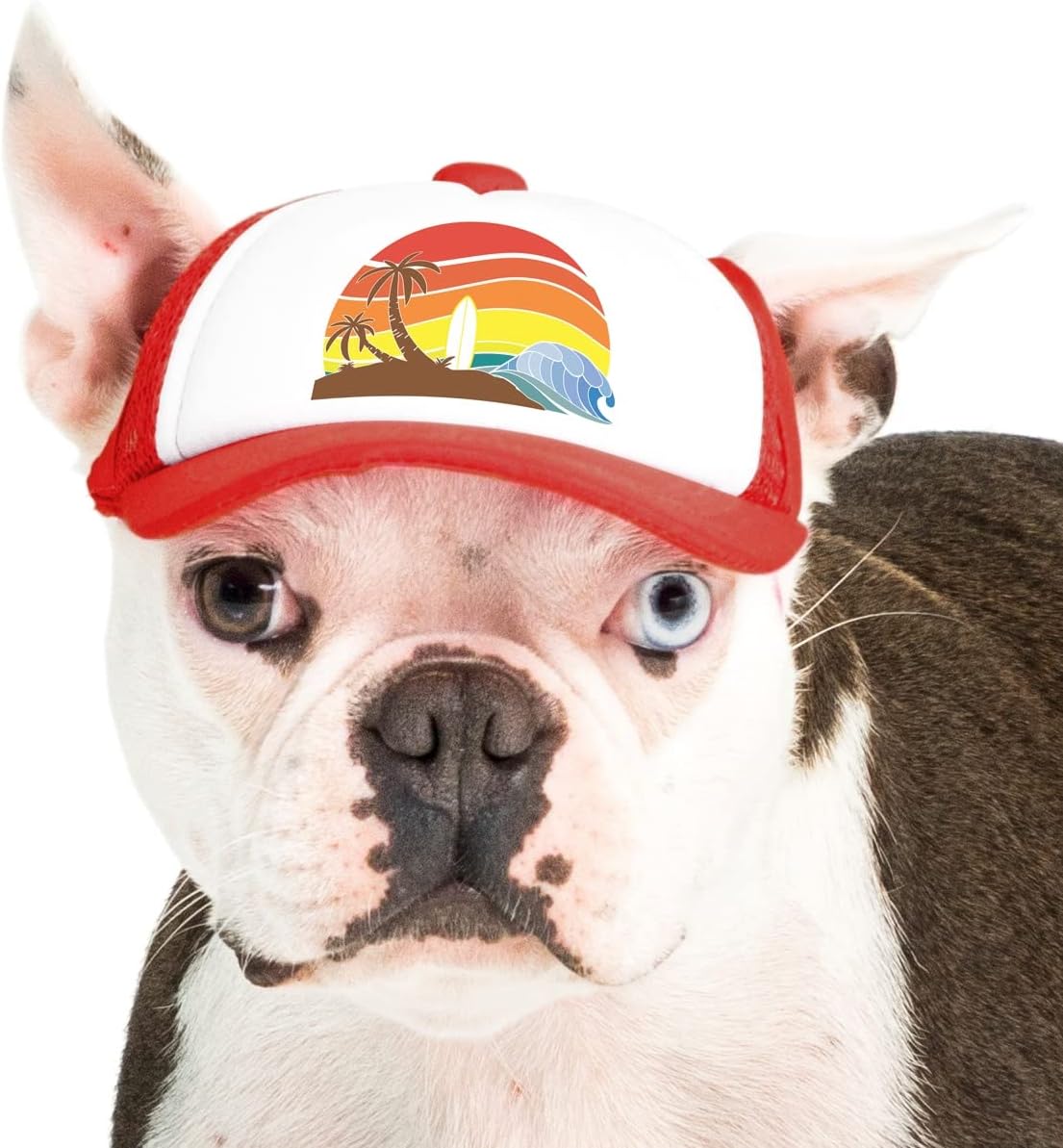 Sunset Collection, PupLid Trucker Hats for Dogs (Large) Premium Stylish Sun Protection for The Modern Dog - Adjustable for Secure Comfortable Fit on Active Dogs (Black, All-Terrain) - Image 11