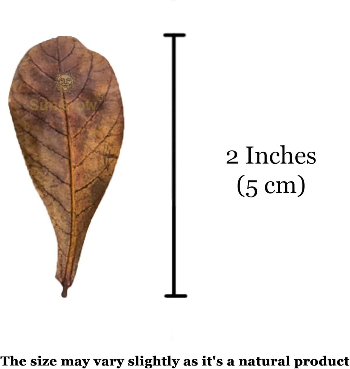 Indian almond leaves releasing beneficial tannins in freshwater aquarium tank