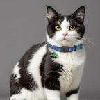 Giecooh dinosaur shaped cat collar pack laid flat on a neutral background