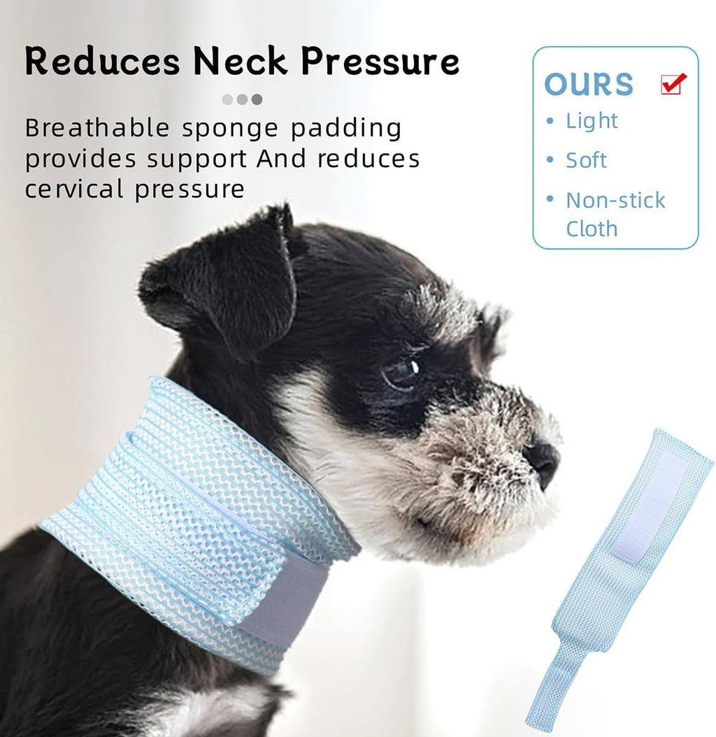 Anti lick protective pet recovery collar worn by a domestic cat.