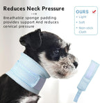 Anti lick protective pet recovery collar worn by a domestic cat.