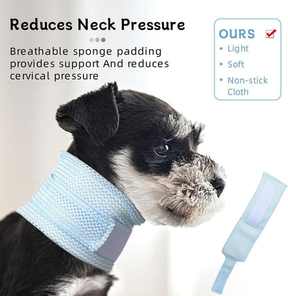 Anti lick protective pet recovery collar worn by a domestic cat.