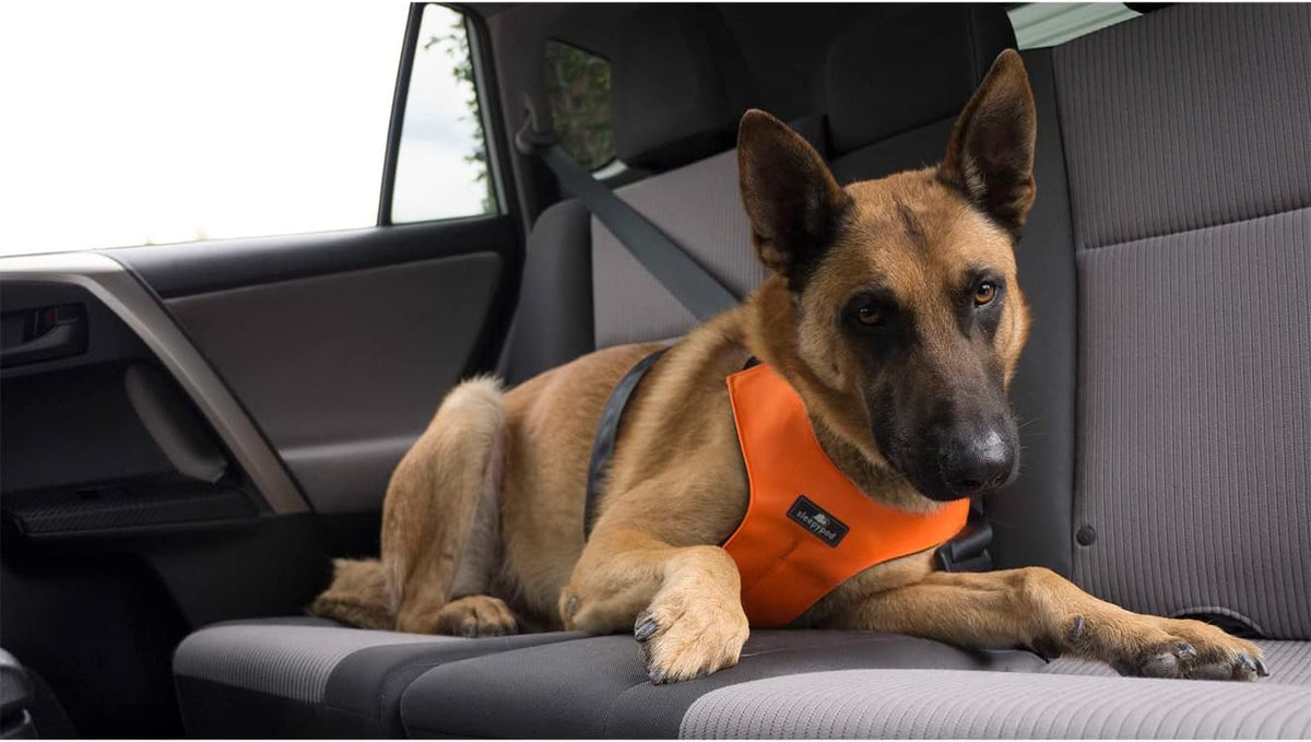 Clickit Sport Plus harness reflective strips visibility detail