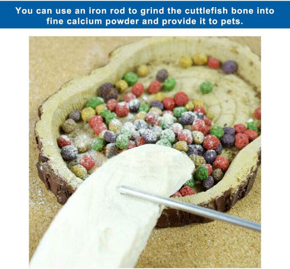 Premium calcium supplement powder being scraped from a genuine cuttlebone.