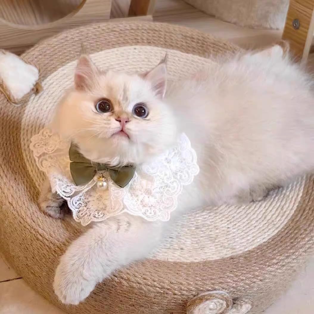 Adjustable floral kitten collar for indoor and outdoor