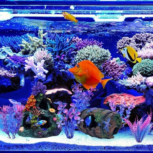 Betta fish swimming safely through the interconnected caves of EVELOMO decor