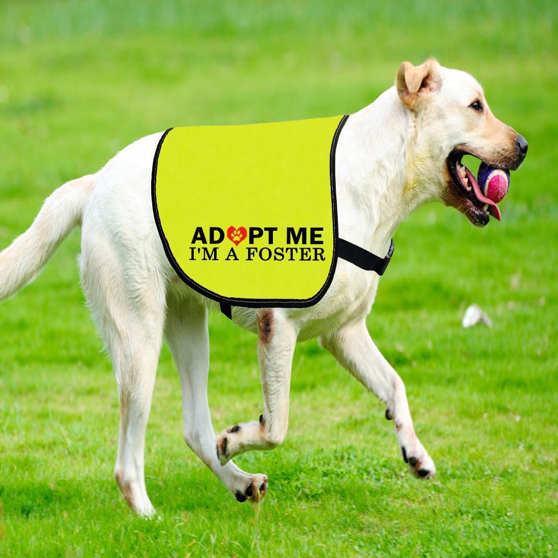 Durable composite fabric texture of CENWA dog vest
