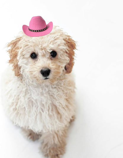 Pet wearing pink cowboy hat for Halloween costume