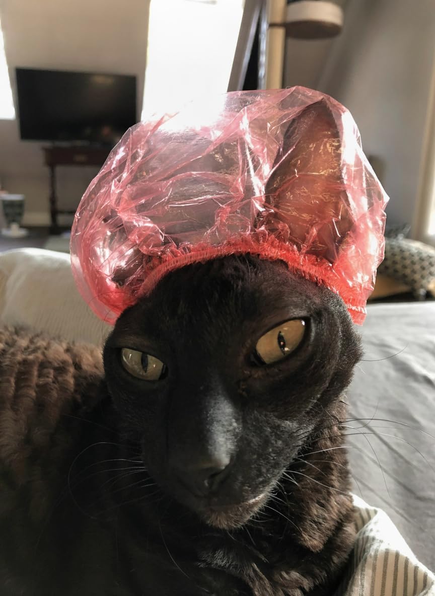 Side profile of Sphynx cat in red waterproof bath cap