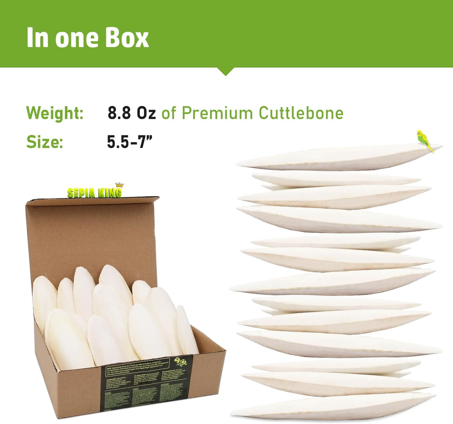 Sepia King premium cuttlefish bone showing natural texture and size