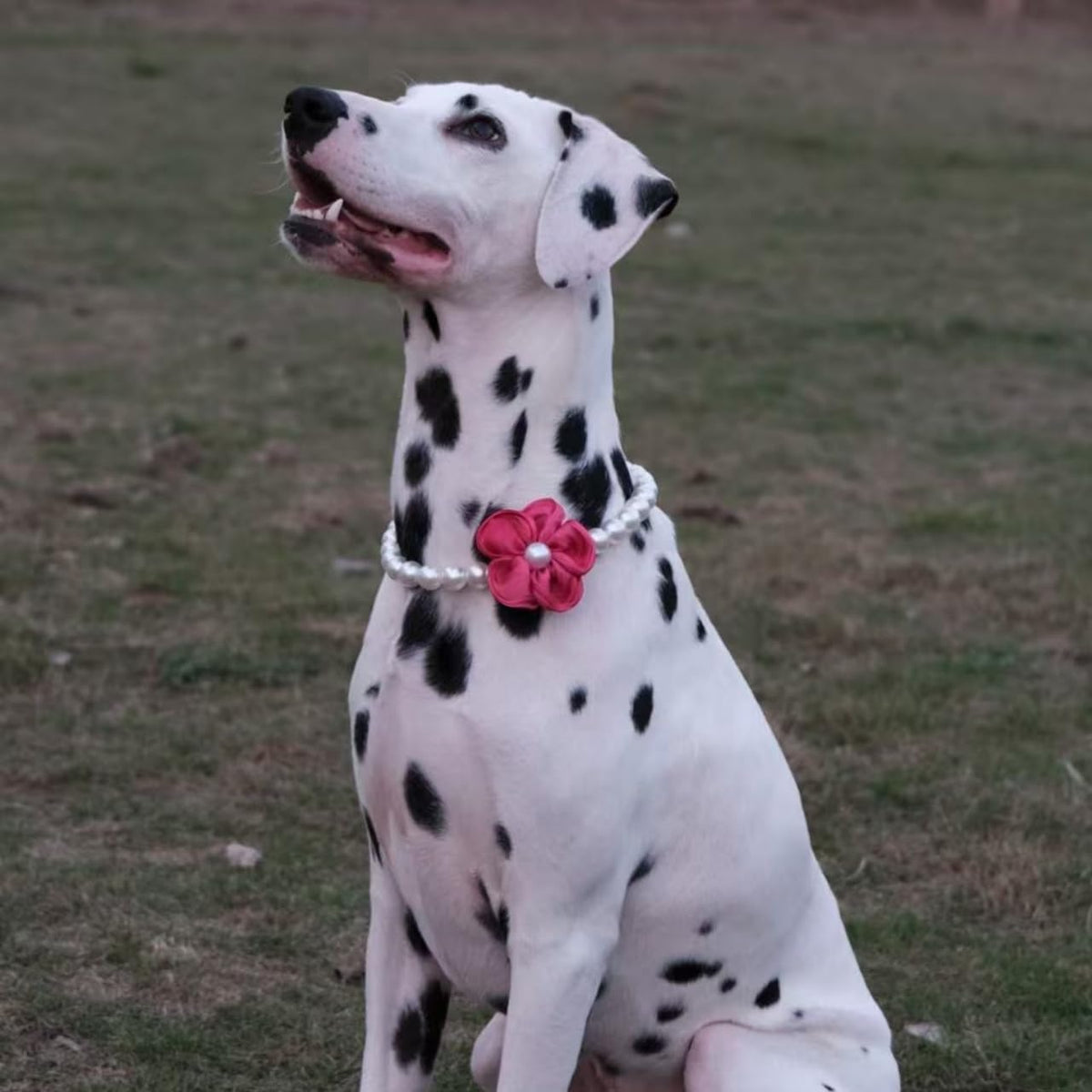 Small white dog showcasing a teddy bear grooming style with a pearl necklace