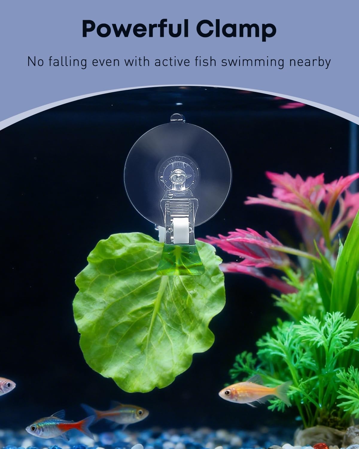 Pawfly underwater fish feeder clear plastic clip detached from suction base close up