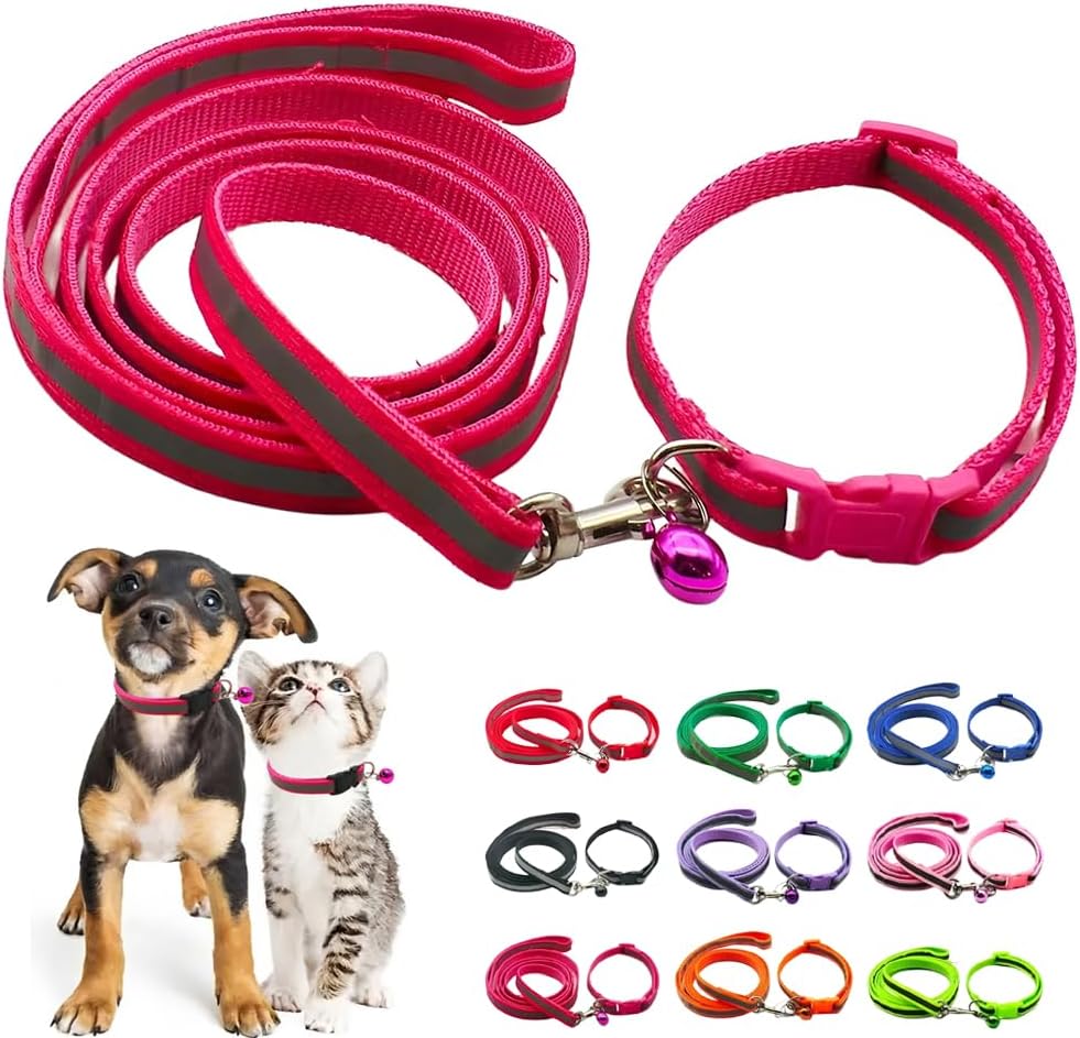 Kitten sporting durable nylon collar with ringing bell