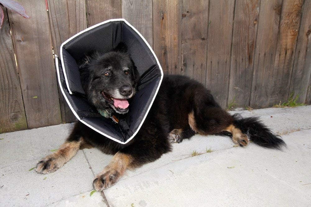 All Four Paws original pet cone in black showing adjustable velcro closure strips