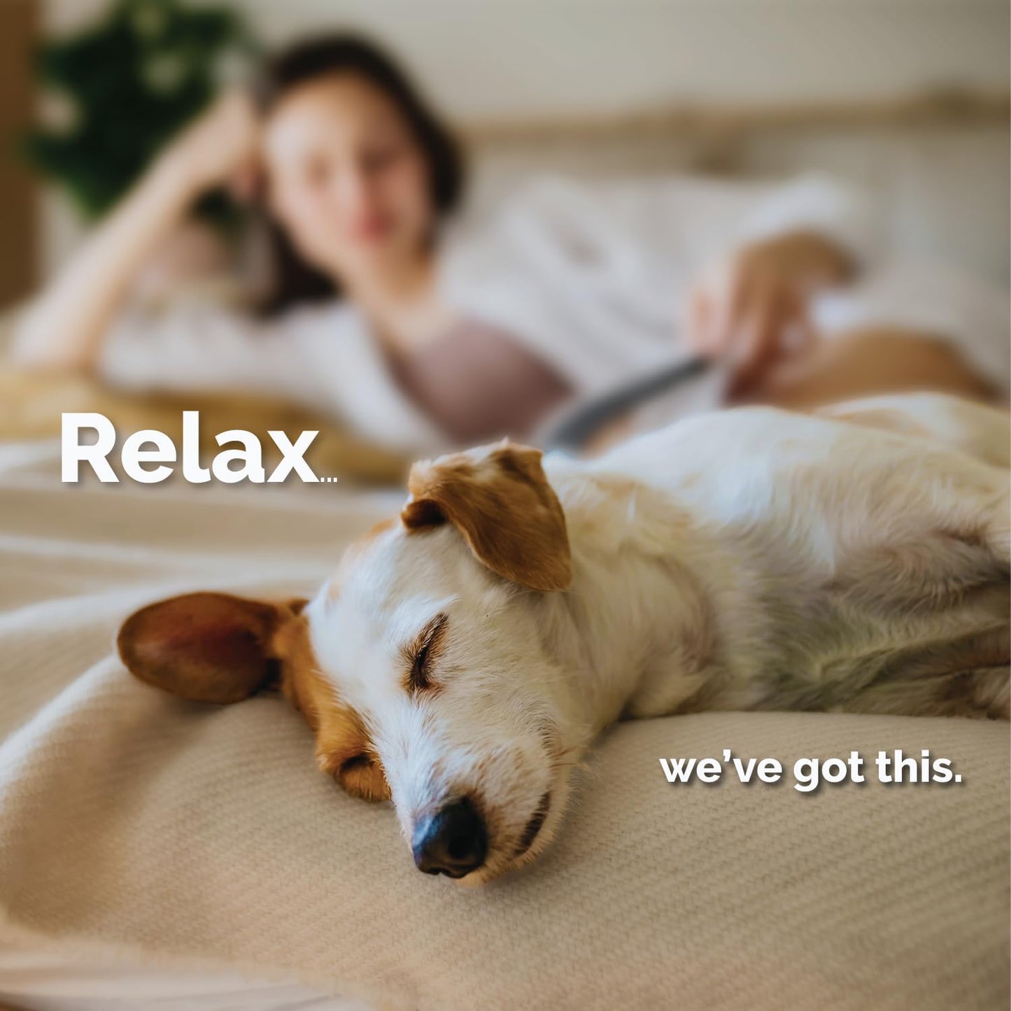 Authentic Mela-Vet calming aids imported to India for dog sleep support