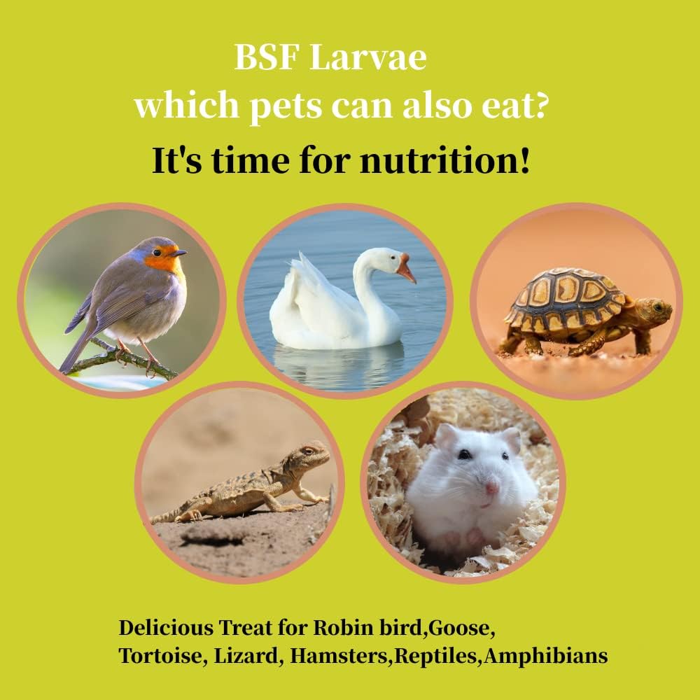 Sansect dried black soldier fly larvae displayed with chicken feed