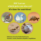 Sansect dried black soldier fly larvae displayed with chicken feed
