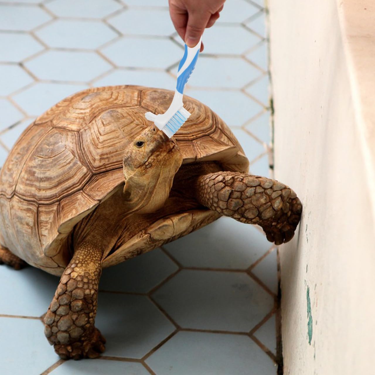 NOLITOY tortoise shell cleaner brush demonstrating the non slip grip design for safe reptile maintenance.