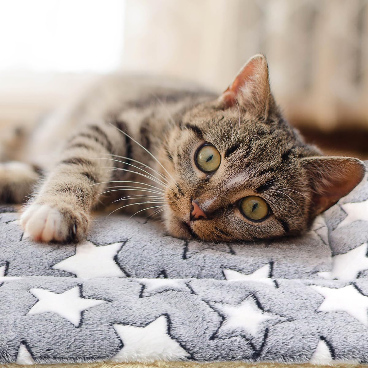Tierecare pet blanket bundle showing two premium machine washable cat sleeping mats.