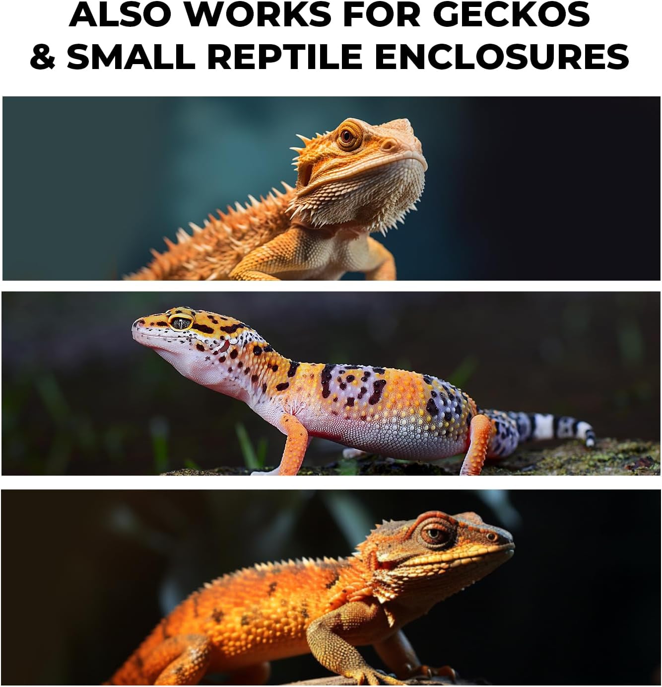 Bearded dragon owner using HouseBegan cleaning kit in terrarium