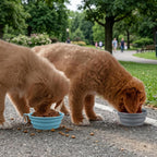 Kytely portable dog travel bowl set package including two silicone cups and clasps.