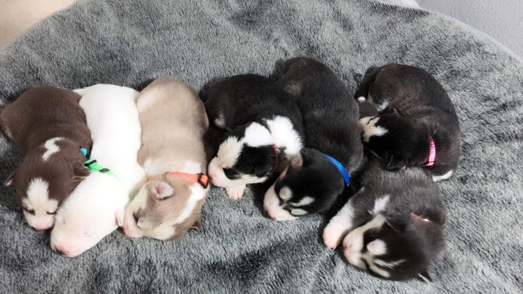 GAMUDA multi-color puppy collar packaging view