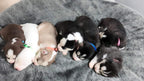 GAMUDA multi-color puppy collar packaging view