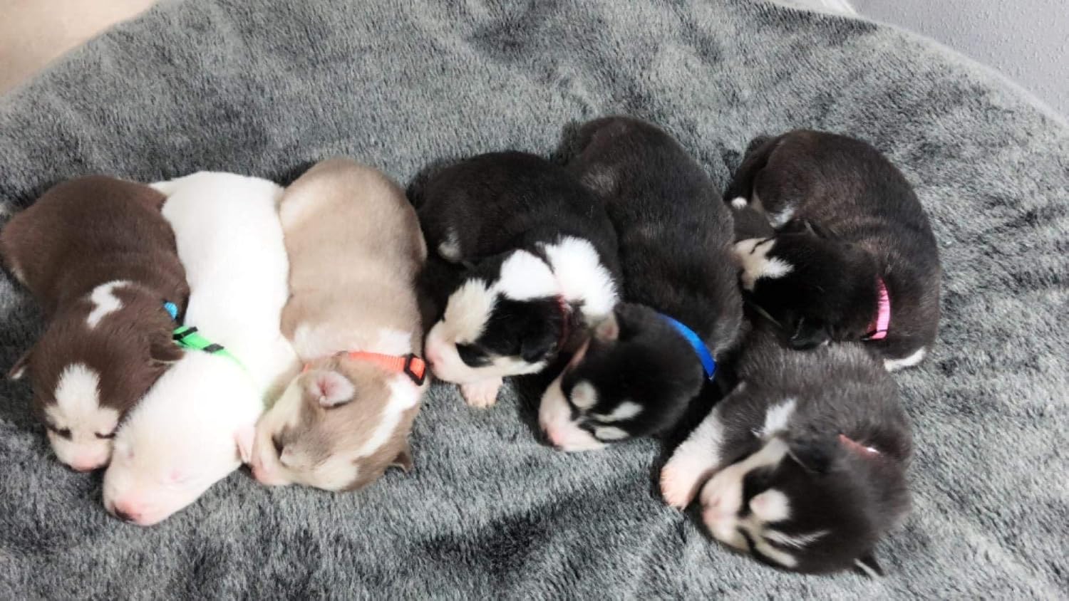 GAMUDA multi-color puppy collar packaging view