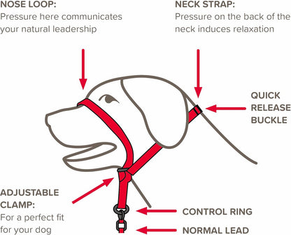 Beaphar Gentle Leader package showing small dog sizing and instructions