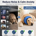 Dog wearing blue noise protection ear wrap side view