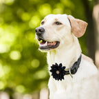Close up view of the chiffon flower pet accessory with faux pearl center