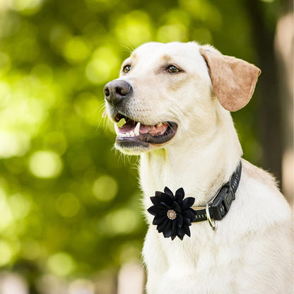 Close up view of the chiffon flower pet accessory with faux pearl center