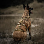 OneTigris harness on a large dog demonstrating ergonomic Y-shape
