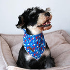 Lionet Paws adjustable cotton triangle scarf showcased on a medium sized dog during an outdoor walk.