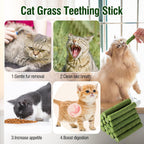 Kitten chewing on a natural grass treat stick for hairball removal.