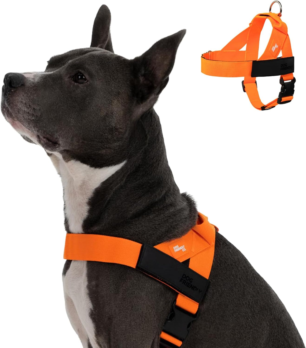 Dog Friendly Co. Dog Harness | Chafe Resistant Webbing, Adjustable Neck & Chest, and Heavy Duty D-Ring | Sturdy, Comfortable, Easy to Use | Classic Blue, Size L - Image 12