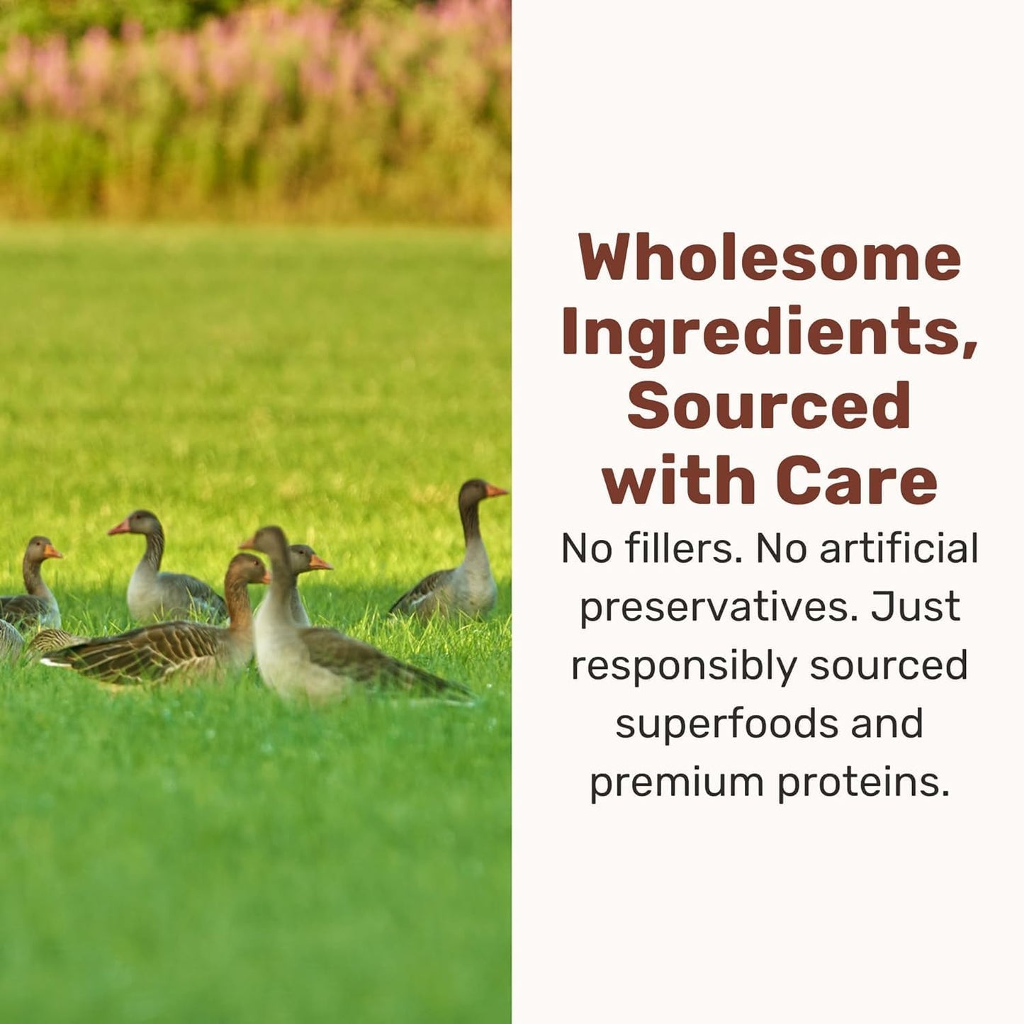 Natural superfood ingredients like pumpkin kale and cranberry graphic on packaging