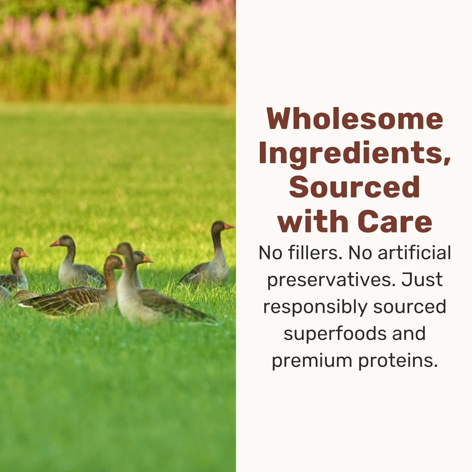 Natural superfood ingredients like pumpkin kale and cranberry graphic on packaging