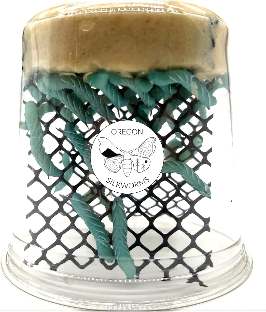 Oregon Silkworms Premium Hornworm Habitat front view cup of live reptile feeder insects