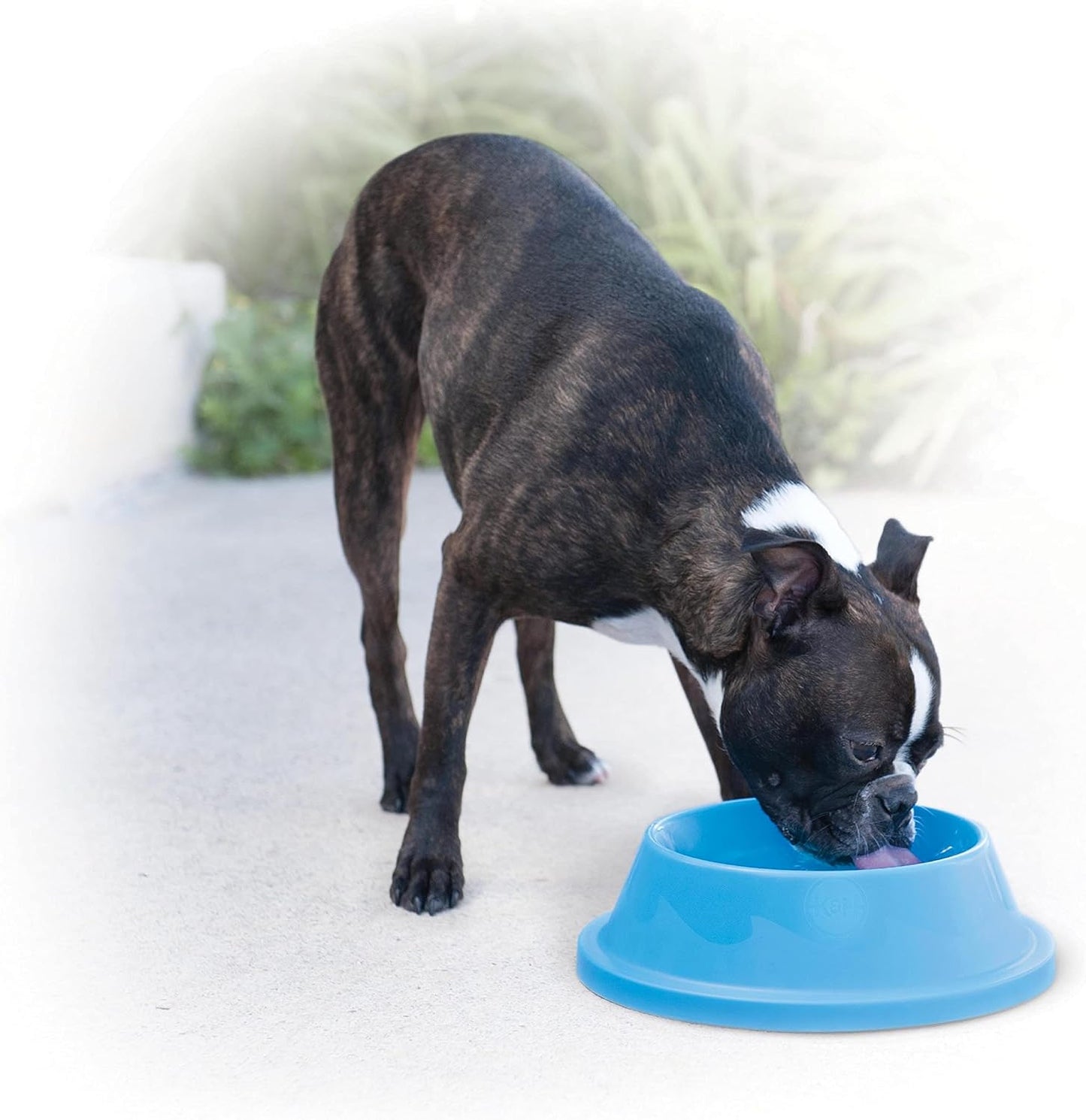 Large capacity blue insulated pet dish being filled with fresh water