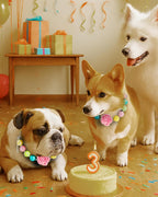 Packaging layout showing the lightweight adjustable luxury dog jewelry necklace.