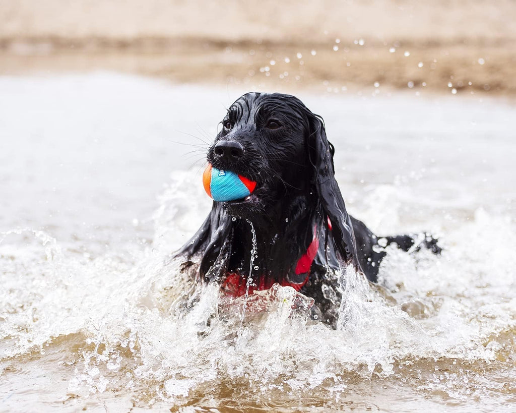 Chuckit! Amphibious Fetch Balls floating on water for dog play