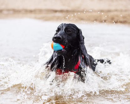 Chuckit! Amphibious Fetch Balls floating on water for dog play